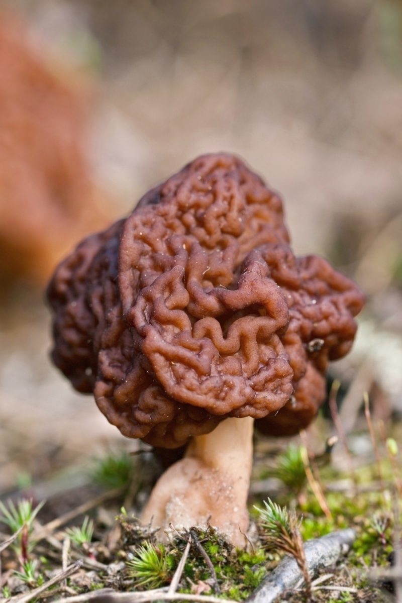 11 Edible Mushrooms In Michigan And 5 Inedible Options