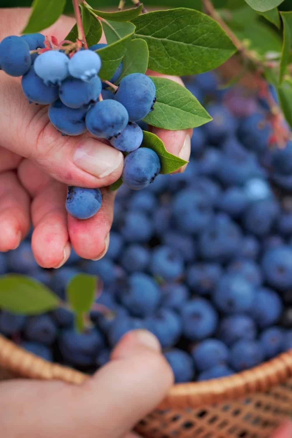 hand picking Blueberries