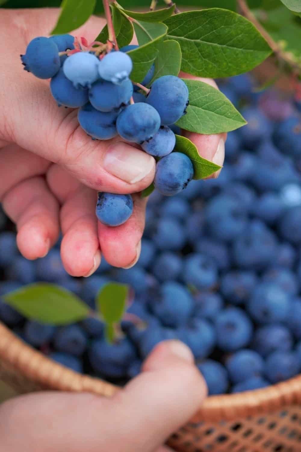 hand picking Blueberries