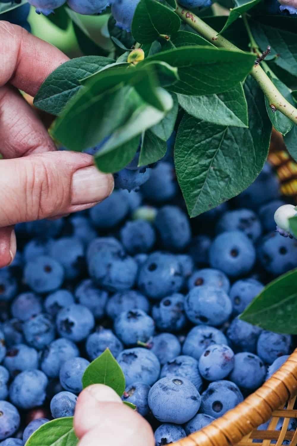 Frische Heidelbeeren von Hand pflücken