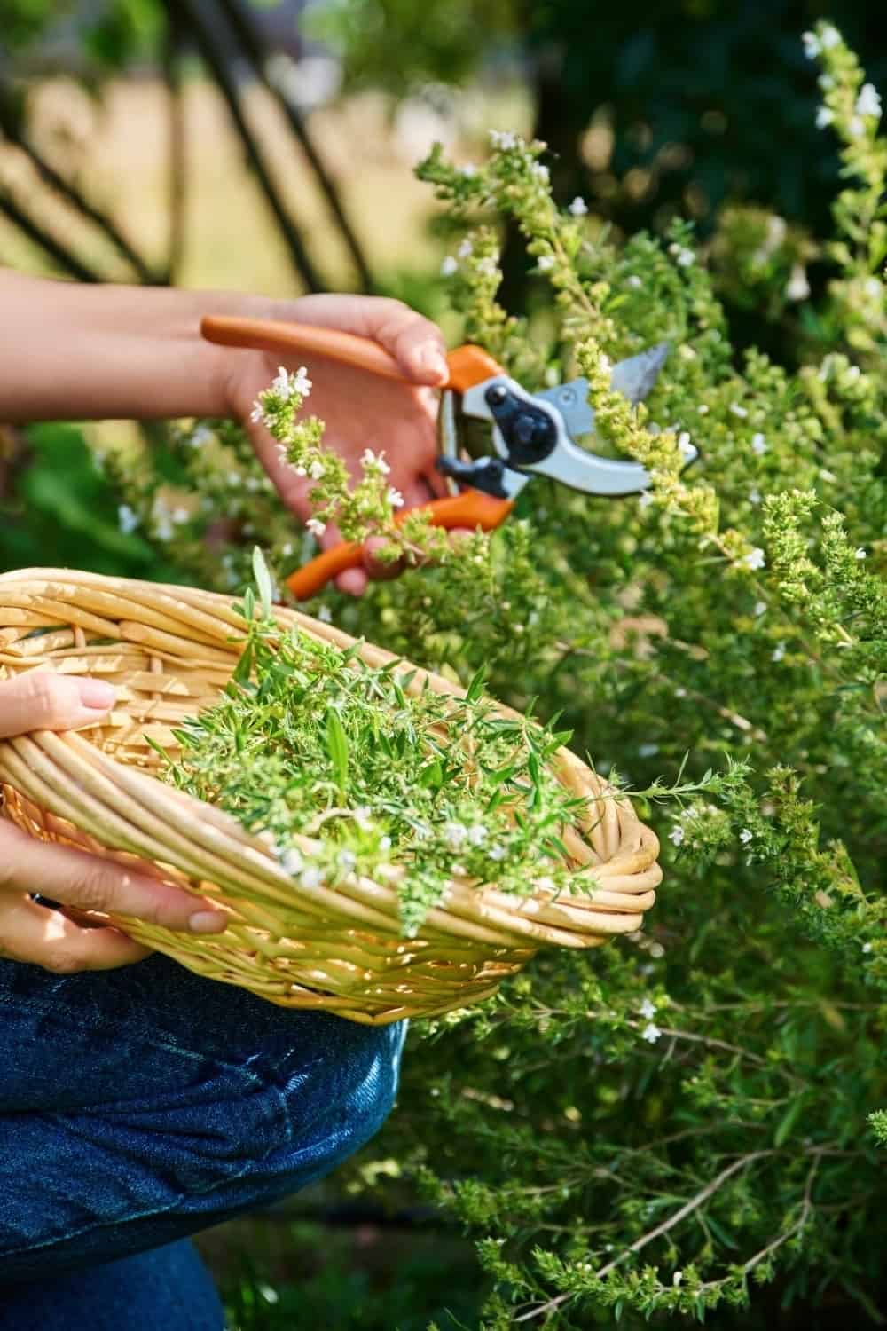 hands cutting up Herb Savory