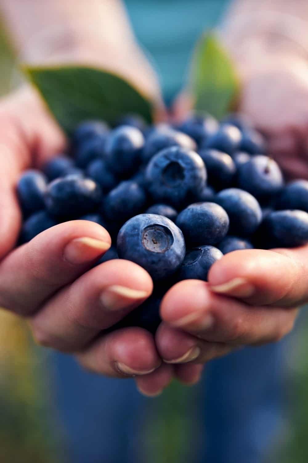 Hände voll Blaubeeren