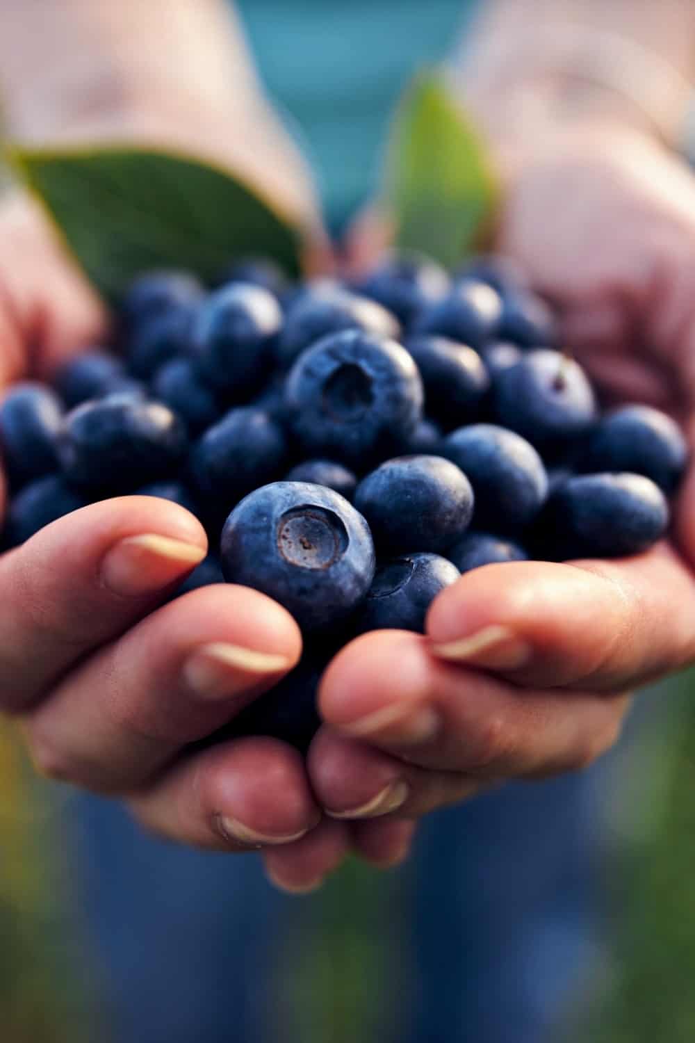 Hände halten Blaubeeren