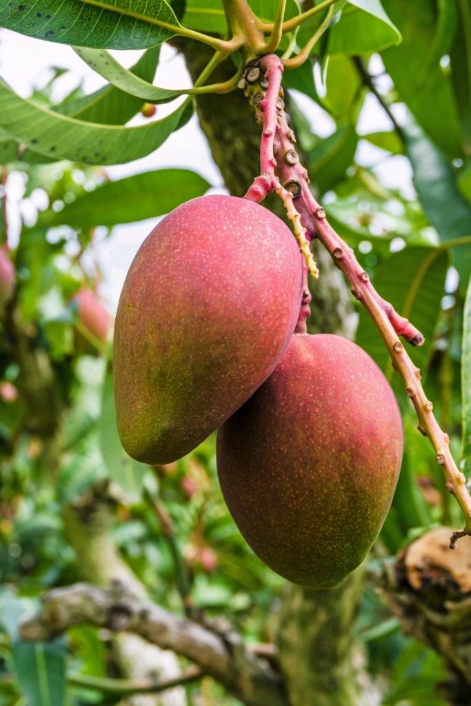 Are Mangoes Acidic Fruits? What Is Mangoes’ pH Level?