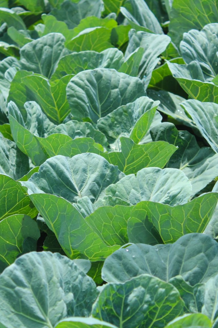 Turnip Greens Vs Collard Greens 4 Differences To Set Apart