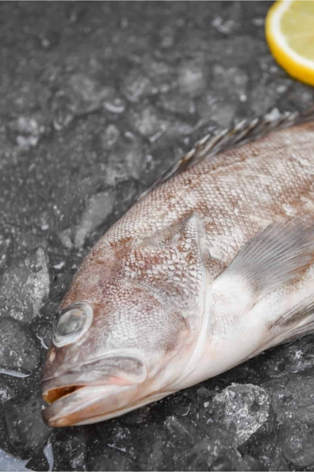 Grouper fish with ice and lemon