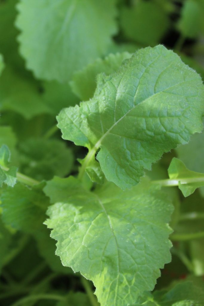 Turnip Greens Vs Collard Greens 4 Differences To Set Apart