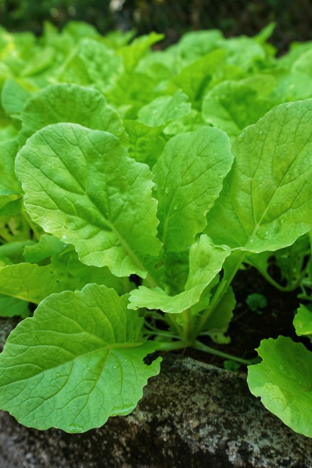 Turnip Greens Vs Collard Greens 4 Differences To Set Apart