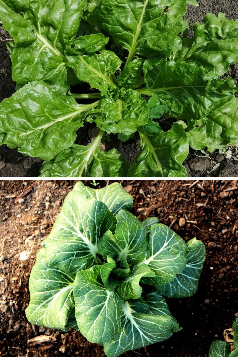 Turnip Greens Vs Collard Greens 4 Differences To Set Apart