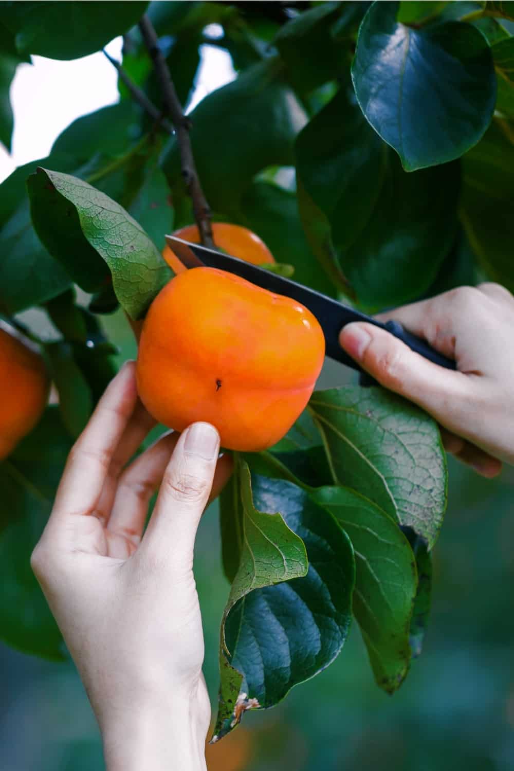 a woman picks a ripe persimmon