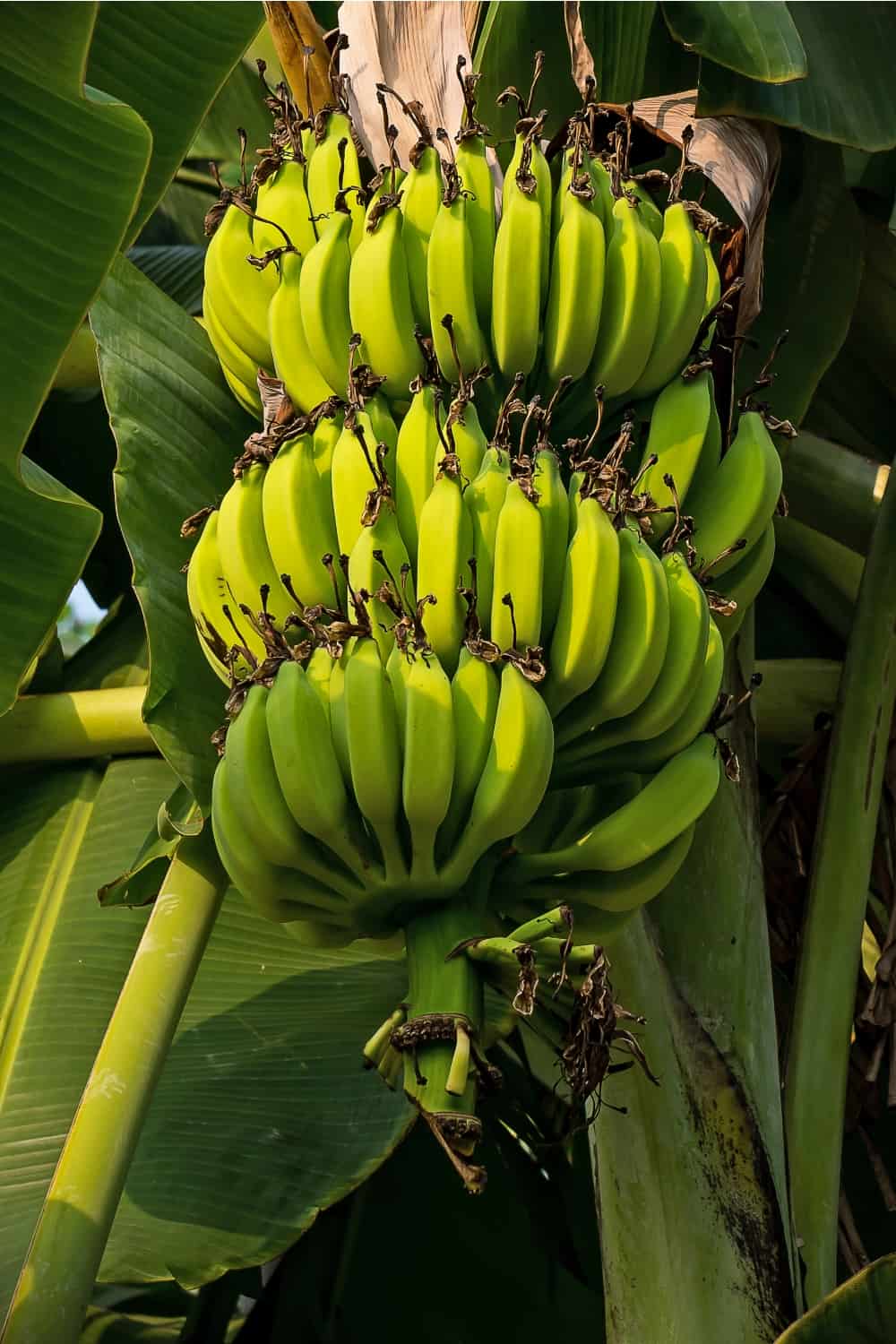 plátanos silvestres creciendo en el árbol en el bosque