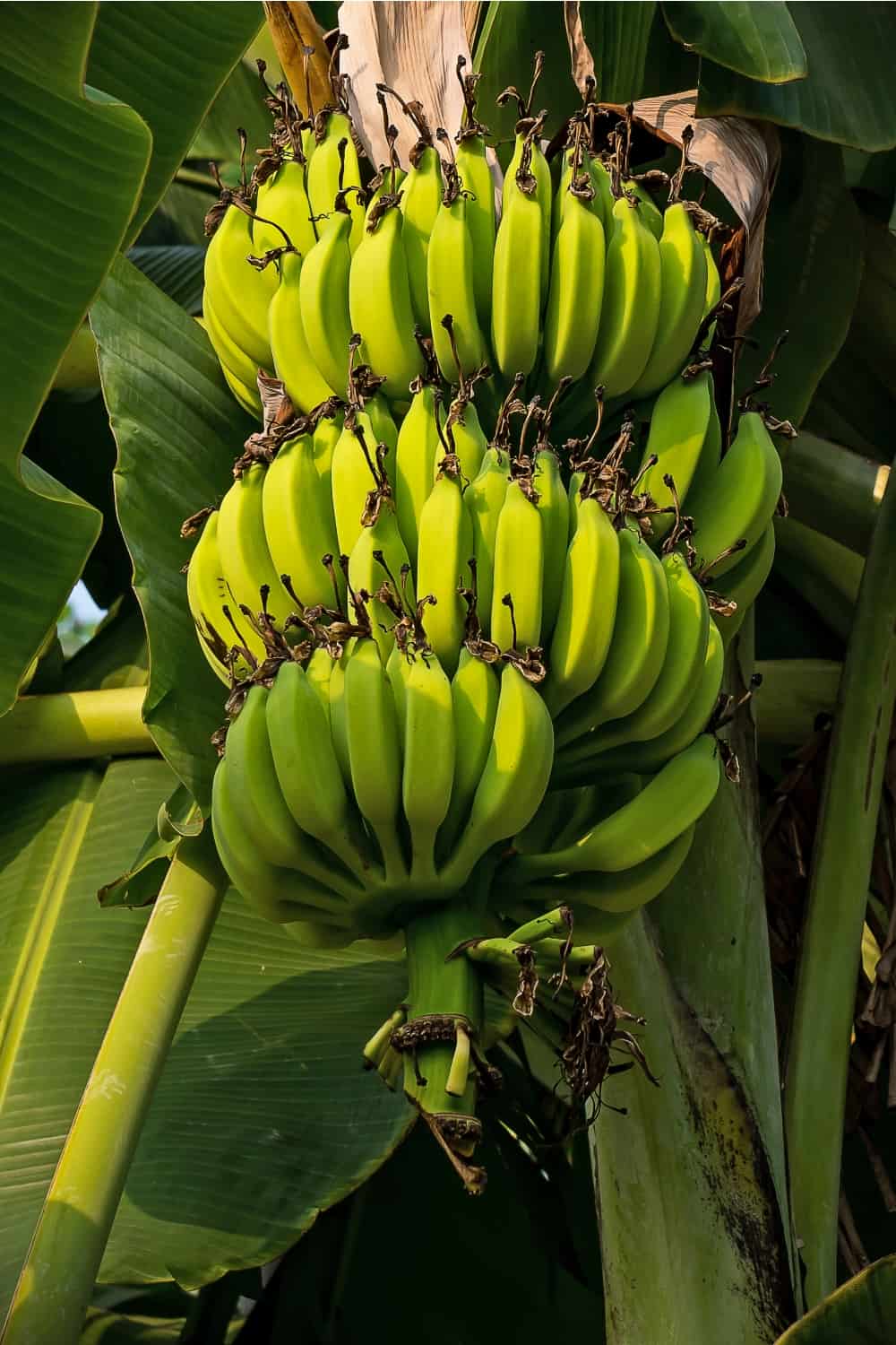 banane selvatiche che crescono sull'albero nella foresta