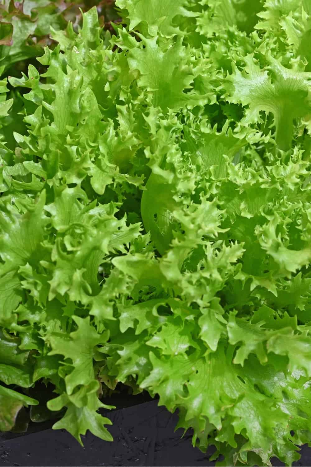 Closeup of an green Frisee lettuce ready to eat