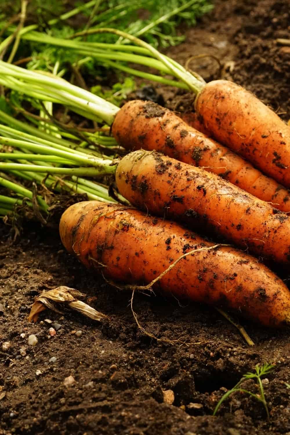 les carottes récoltées se dressent sur le sol