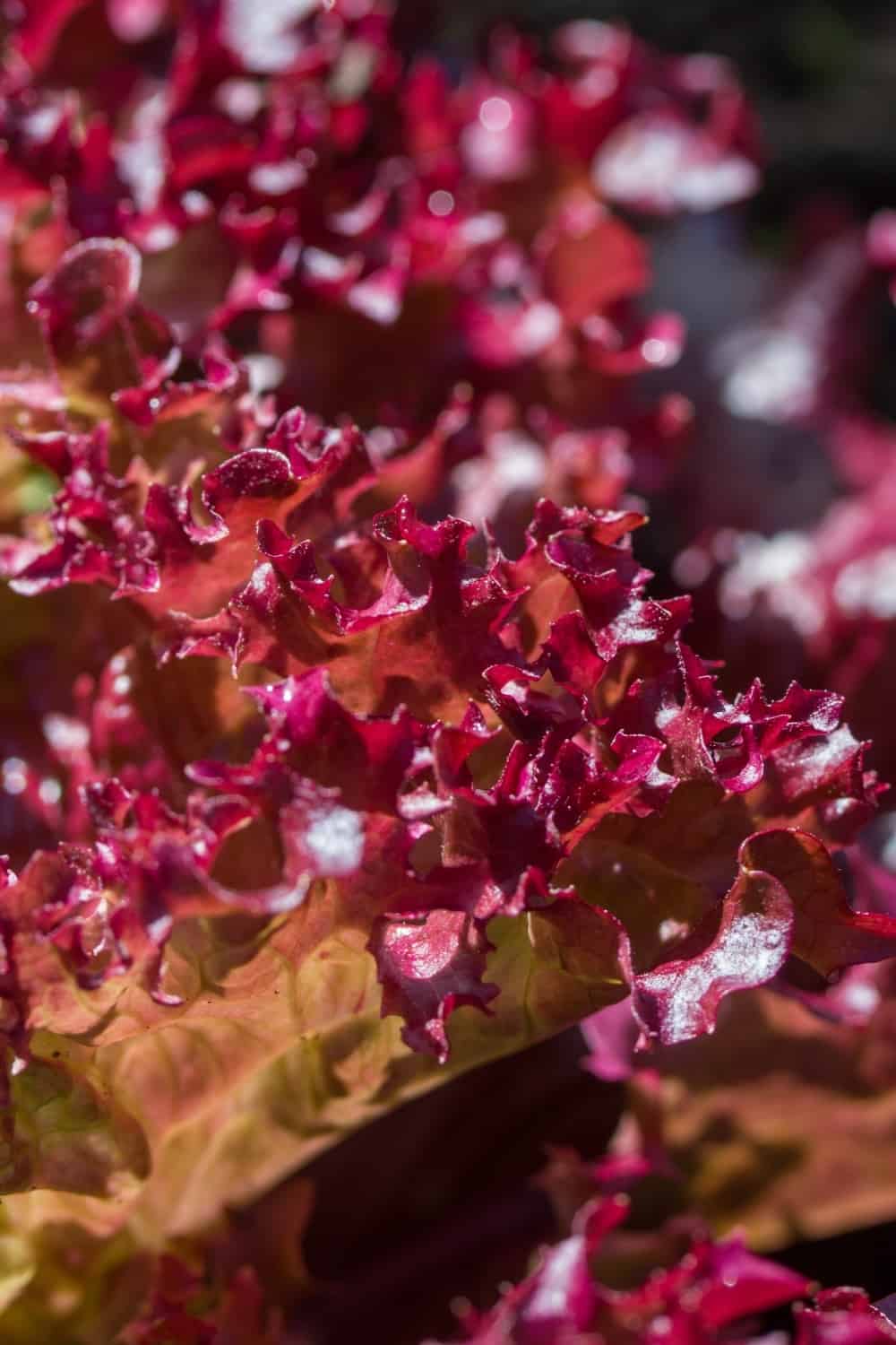 red leaf lettuce, radicchio substitute