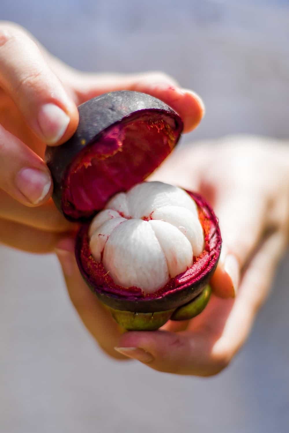 Frische Mangostan-Frucht in meiner Hand, bereit zum Verzehr