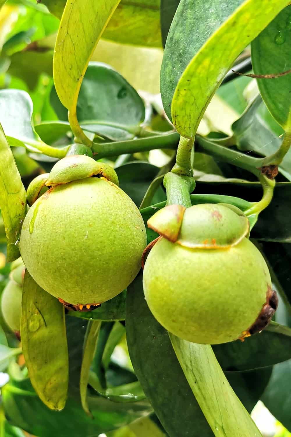 unreife Mangostan-Frucht
