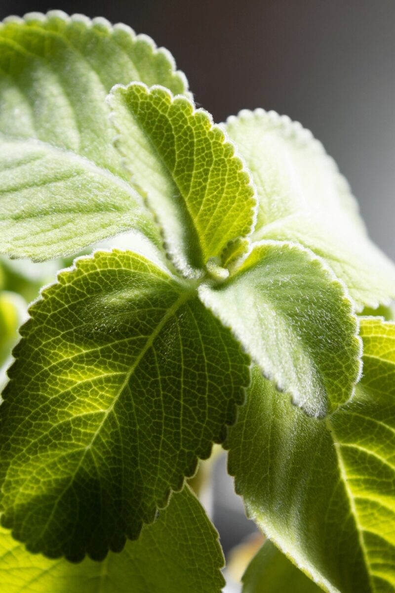 10 Bay Leaf Substitutes To Spice Up Your Cooking Game   Boldo Leaves Growing In Natural Morning Light 800x1200 