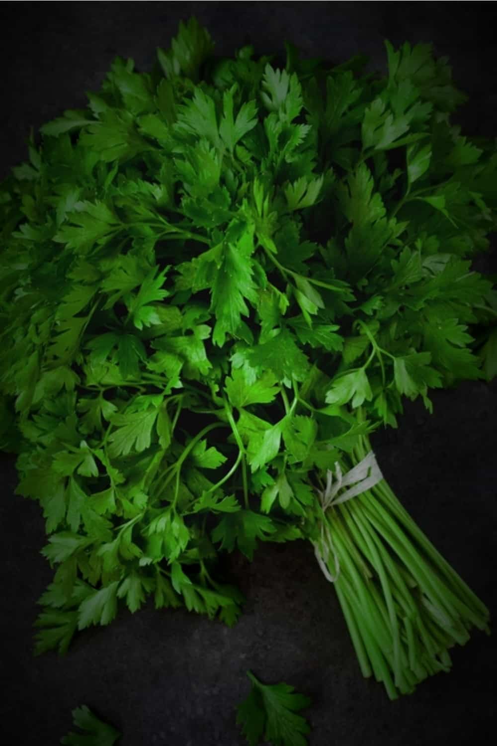 Cilantro wrapped in a bundle