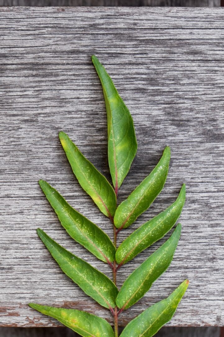 10 Bay Leaf Substitutes To Spice Up Your Cooking Game