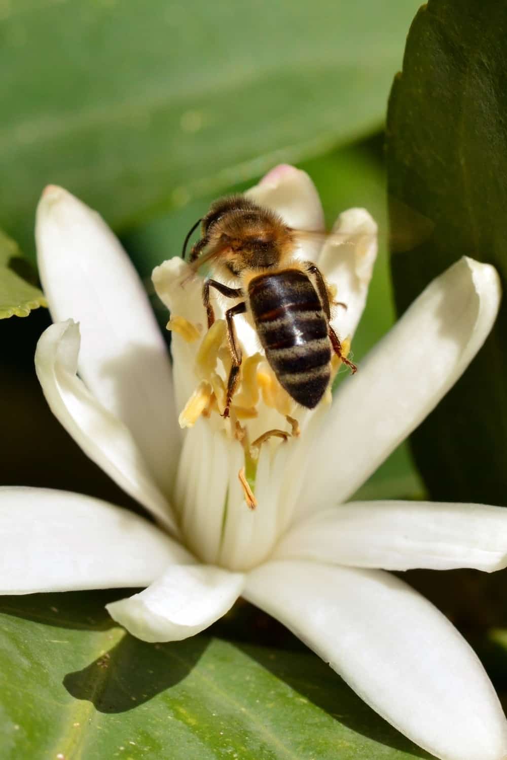 Détail d'une abeille sur une fleur d'oranger au printemps