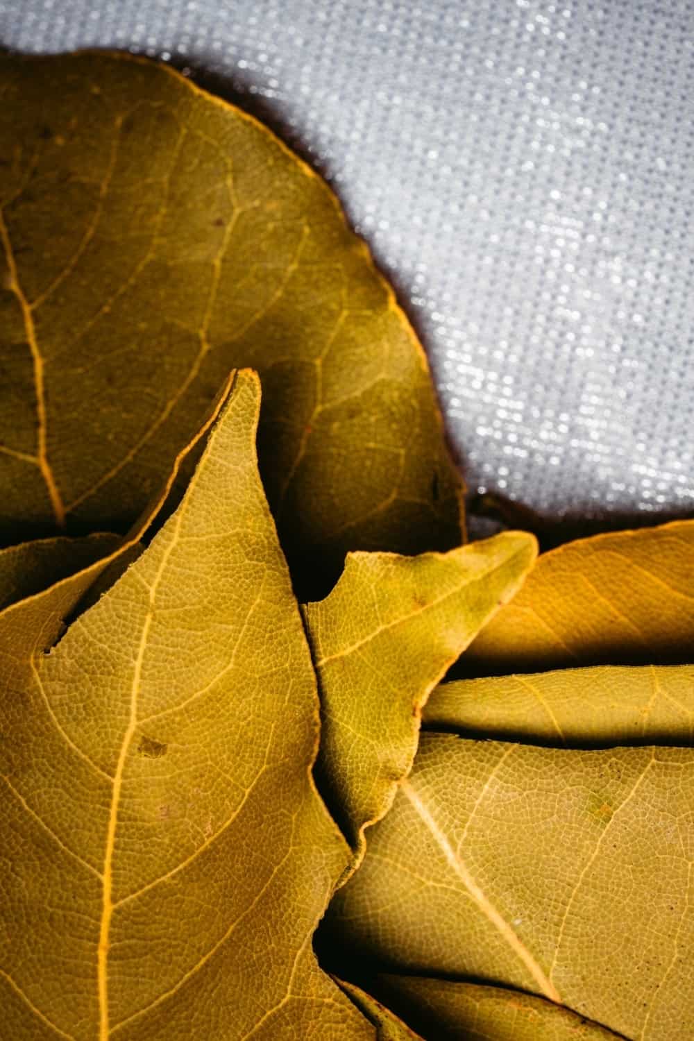 Laurel seco, hojas de laurel secas