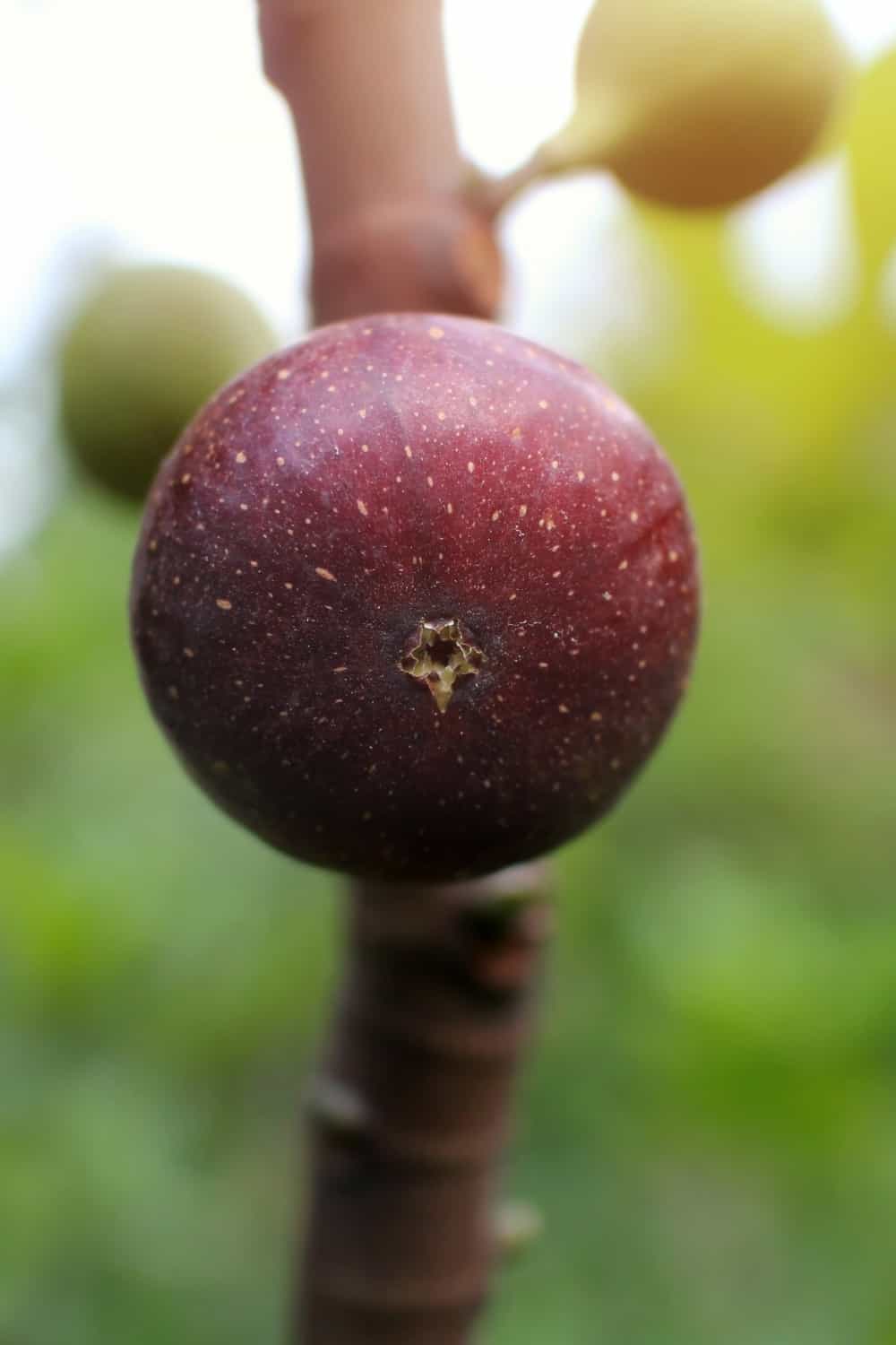 Figuier de la dinde brune de l'Est