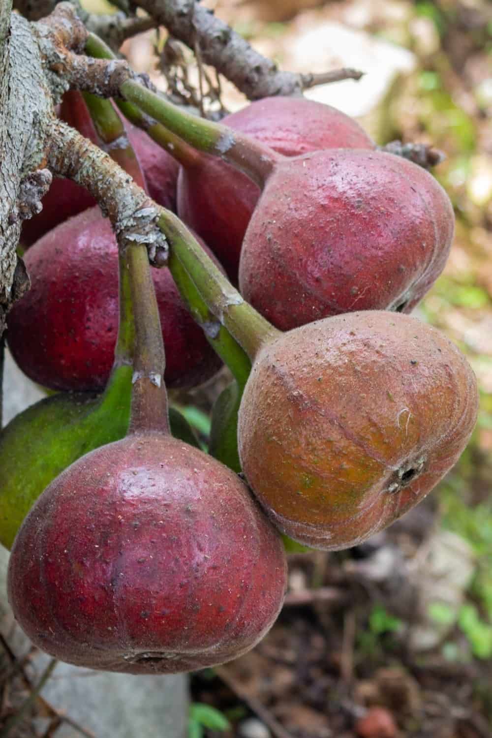 Figue fruit, Figue Calimyrna