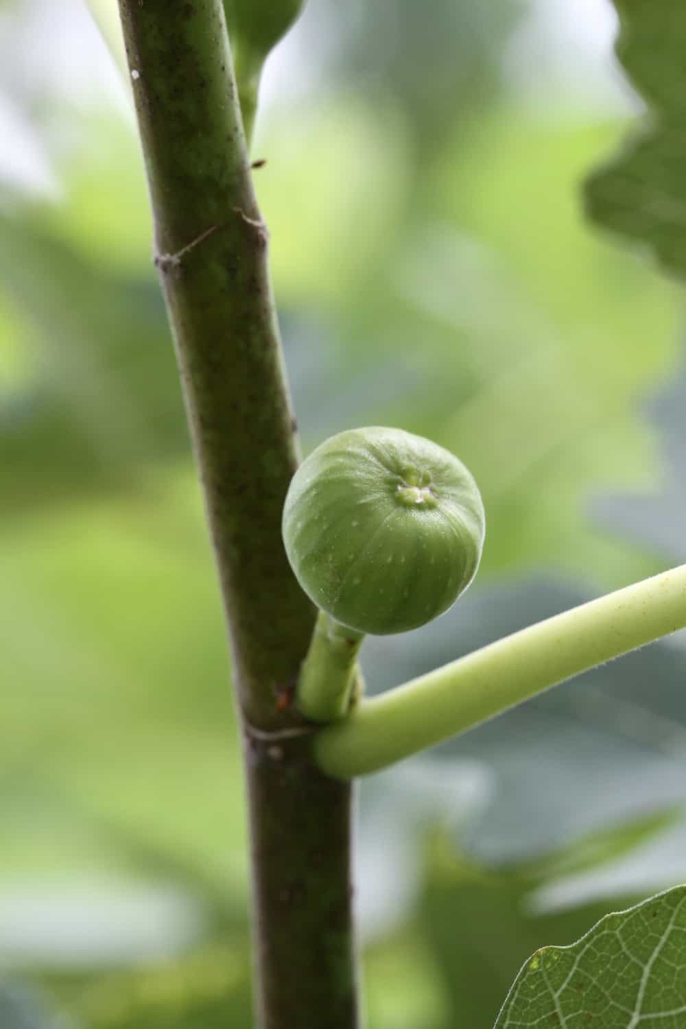 Fig tree with young fruits