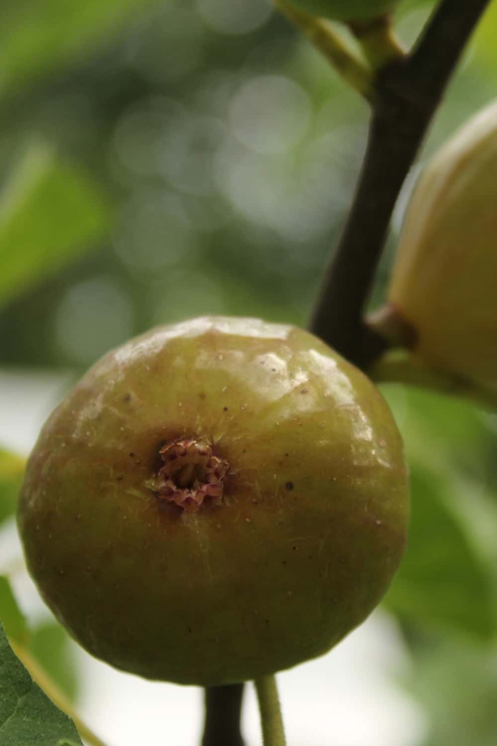 Figues fraîches de Kadota poussant sur un arbre