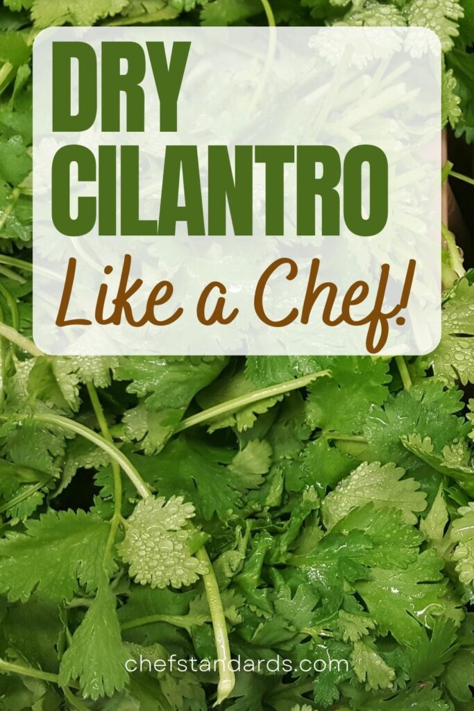 How To Dry Cilantro And Enjoy It All Year Long? (4 Methods)