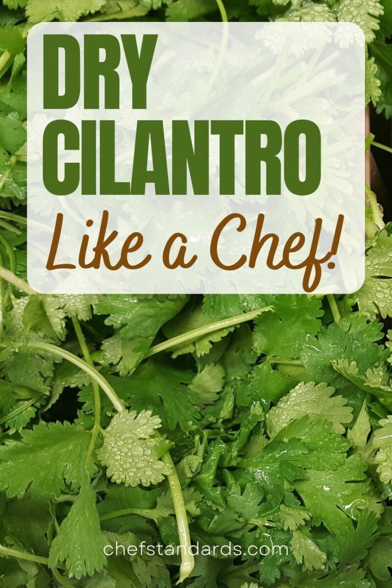 How To Dry Cilantro And Enjoy It All Year Long? (4 Methods)