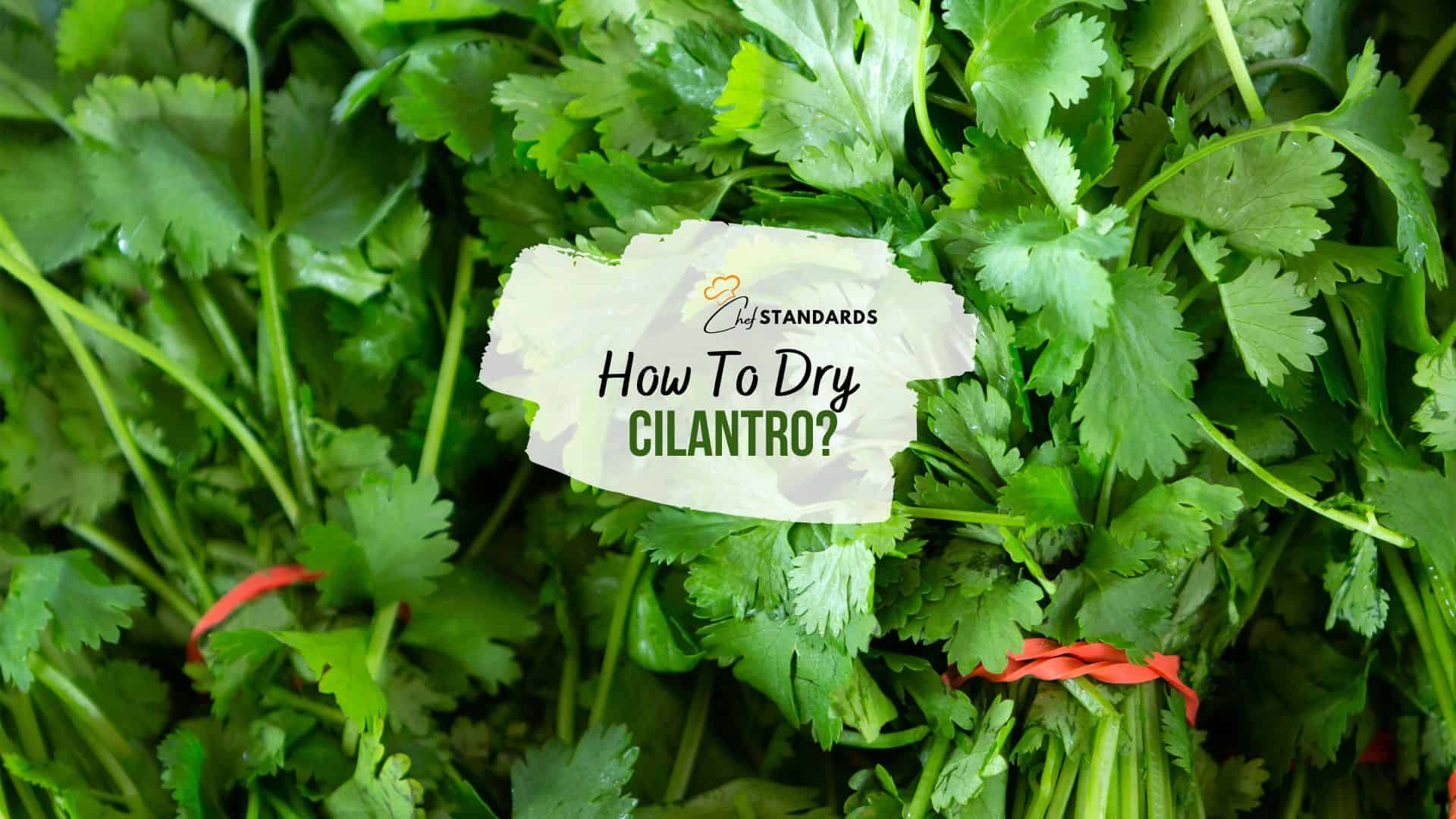 How To Dry Cilantro