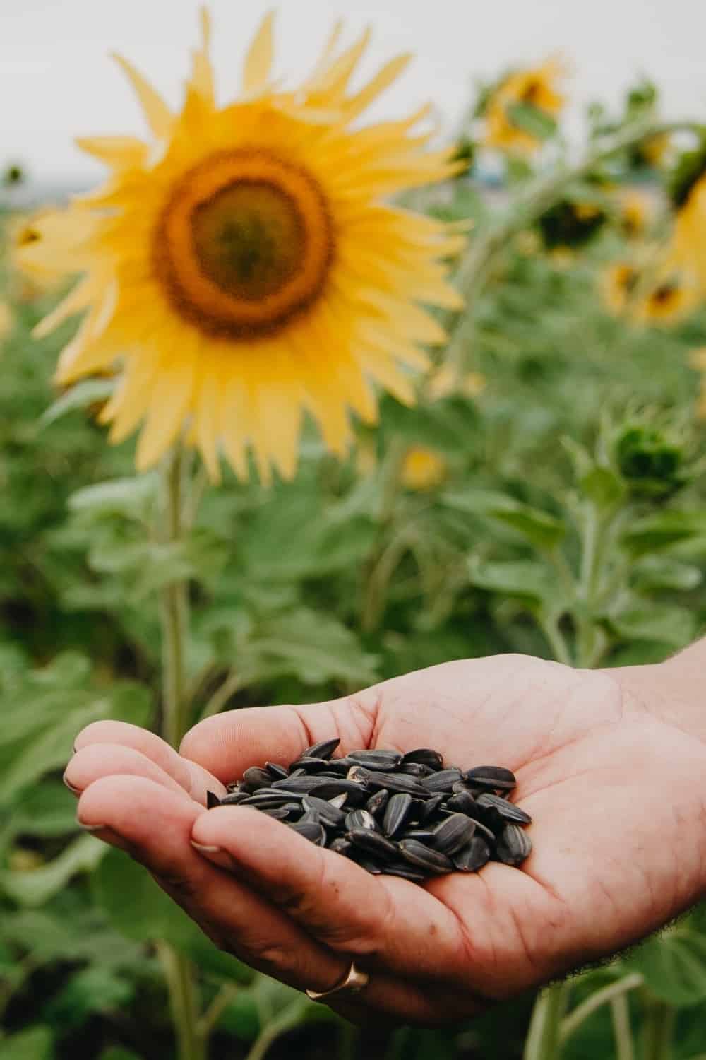 Sunflower seeds in hand close up against the background of blooming sunflowers