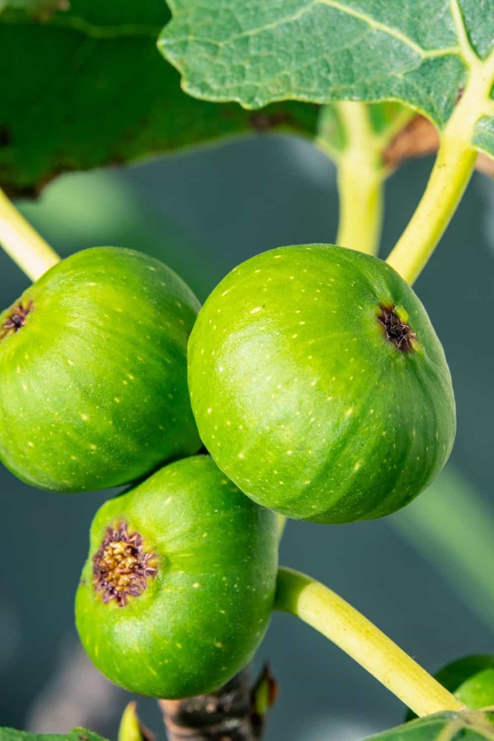 Drei unreife Feigenfrüchte am Baum