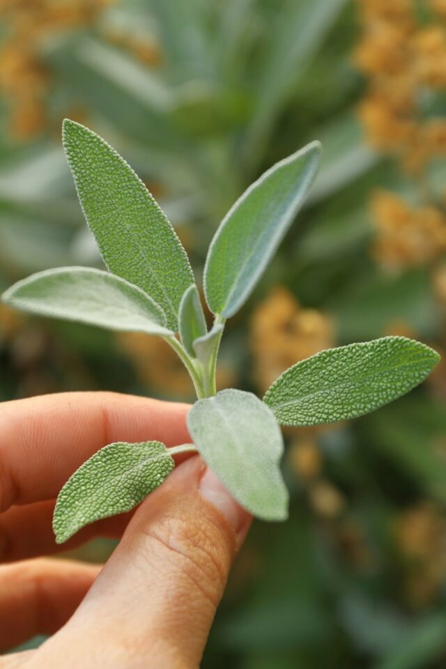 10 Bay Leaf Substitutes To Spice Up Your Cooking Game