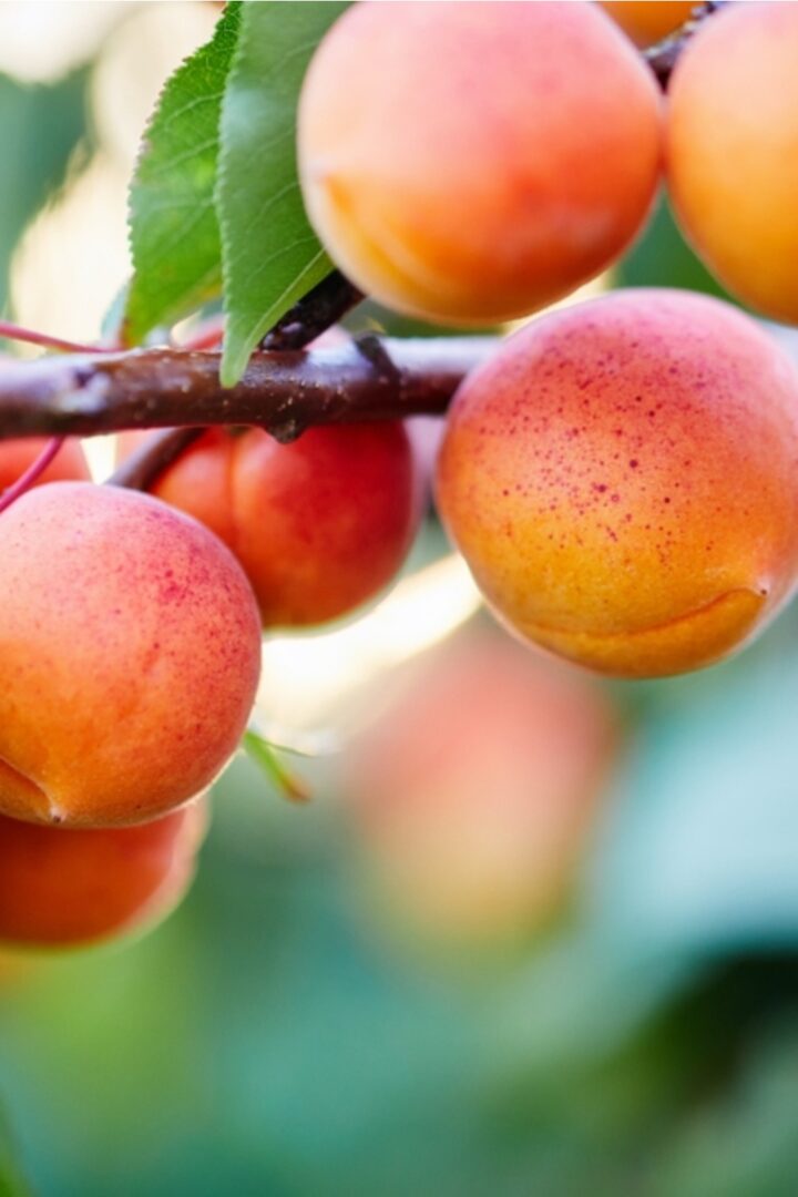 What Do Apricots Taste Like? Introducing The Finest Flavors