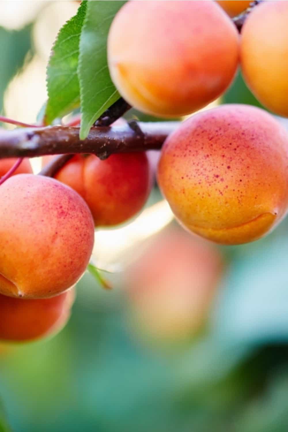 abricots sur la branche