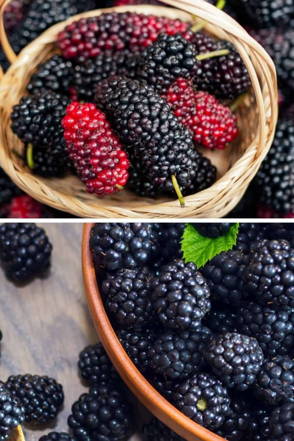 difference between mulberry and blackberry