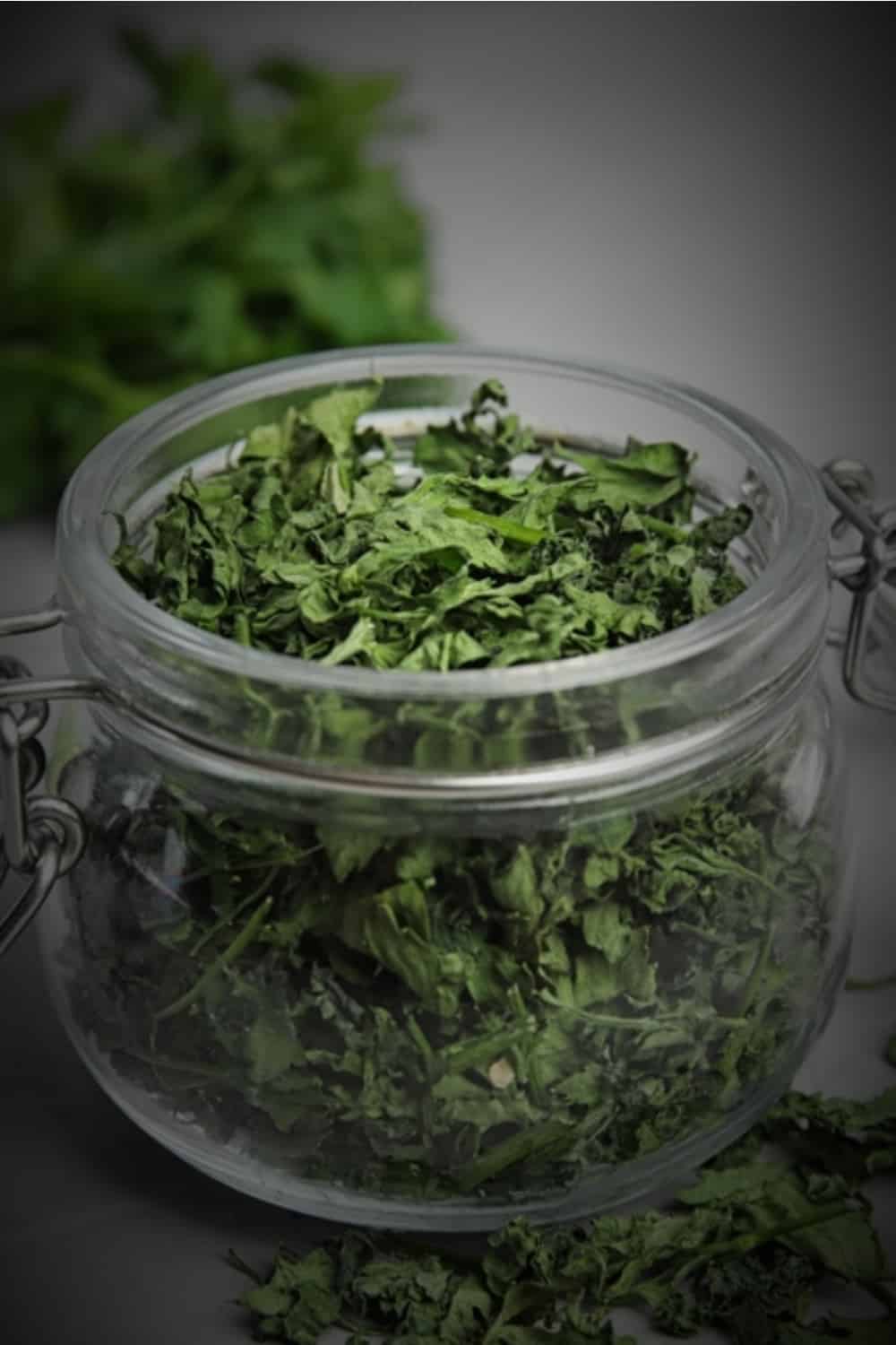 dried cilantro in a glass jar