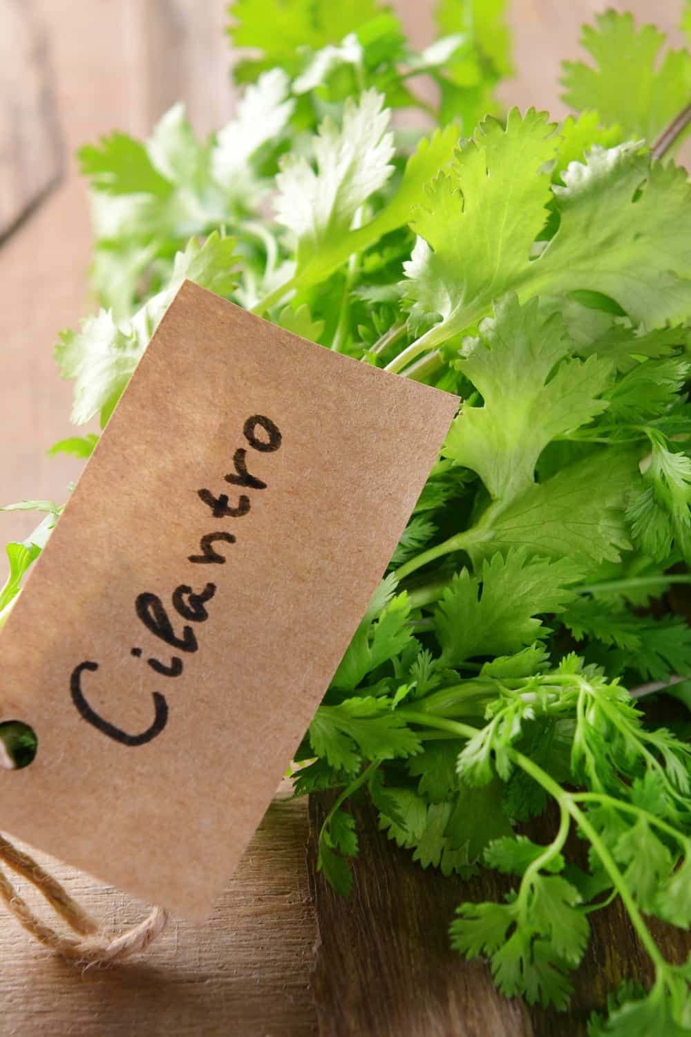 cilantro fresco