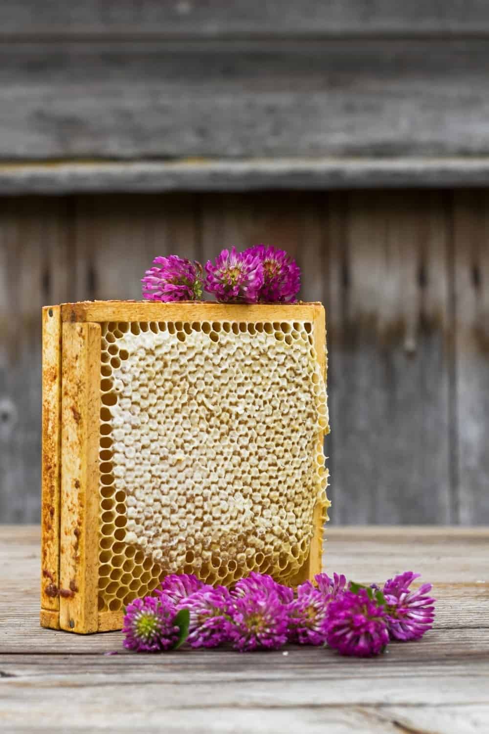 Bienenwaben und Kleeblüten