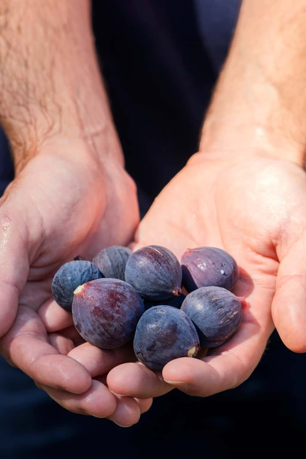man holding a collection of freshly picked wild black mission figs