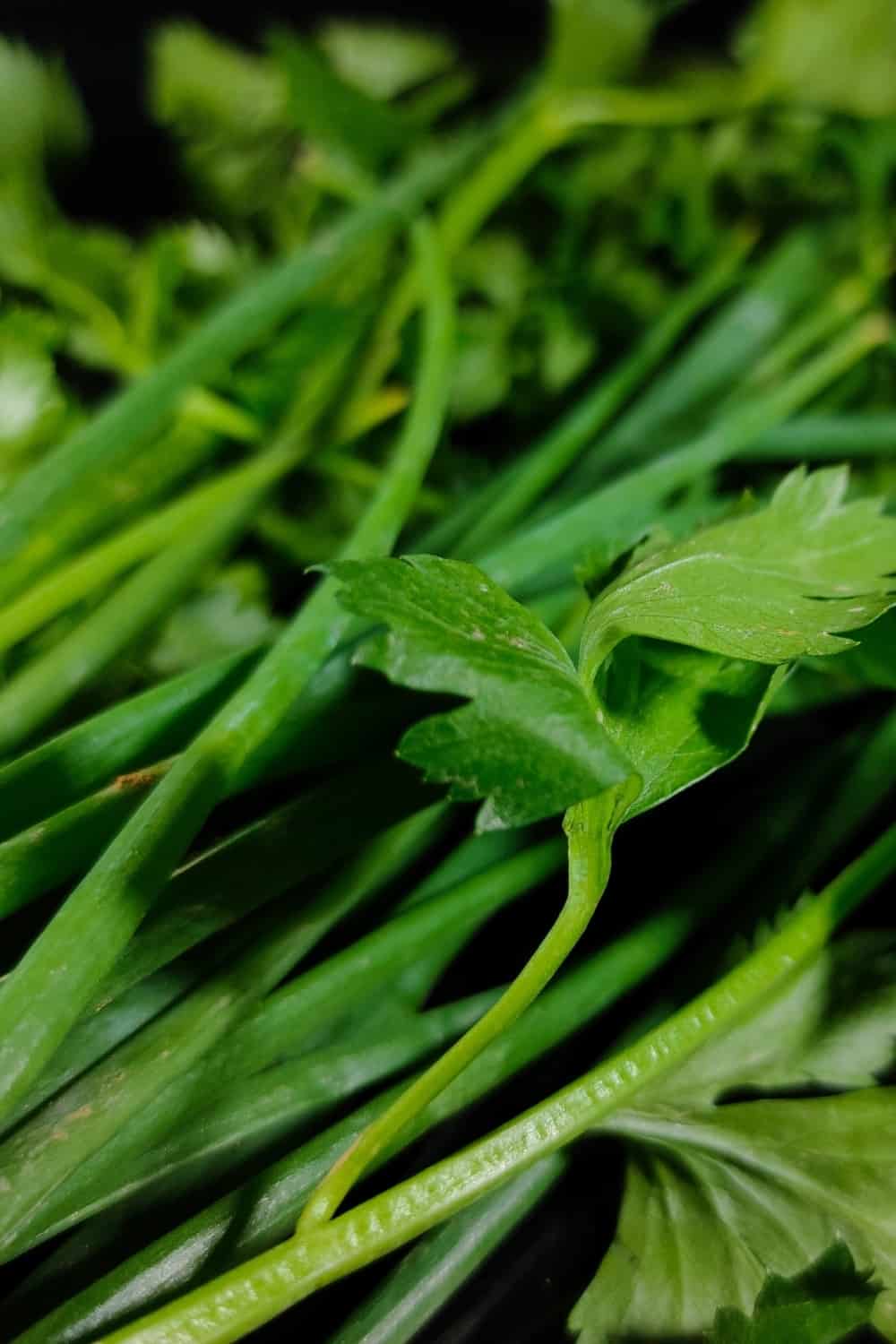 Chinese celery or Nan Ling celery