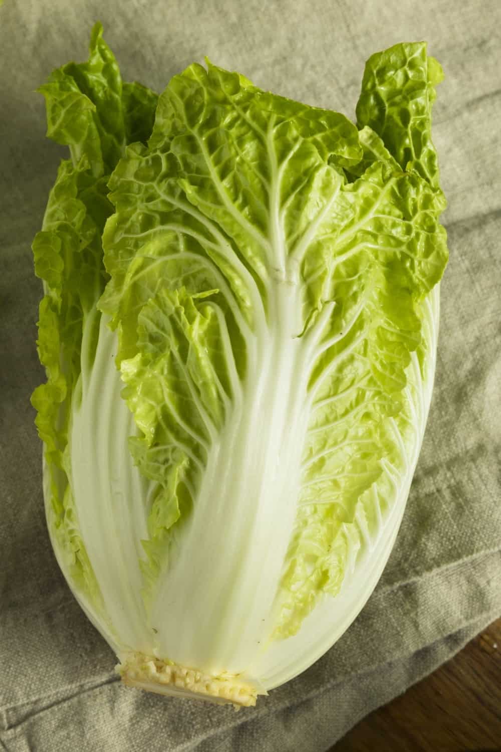 Raw Green Organic Napa Cabbage Ready to Use 