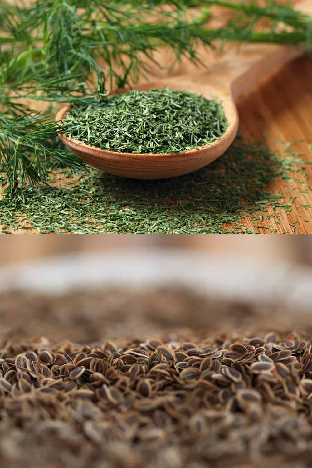 dill weed and dill seed comparison