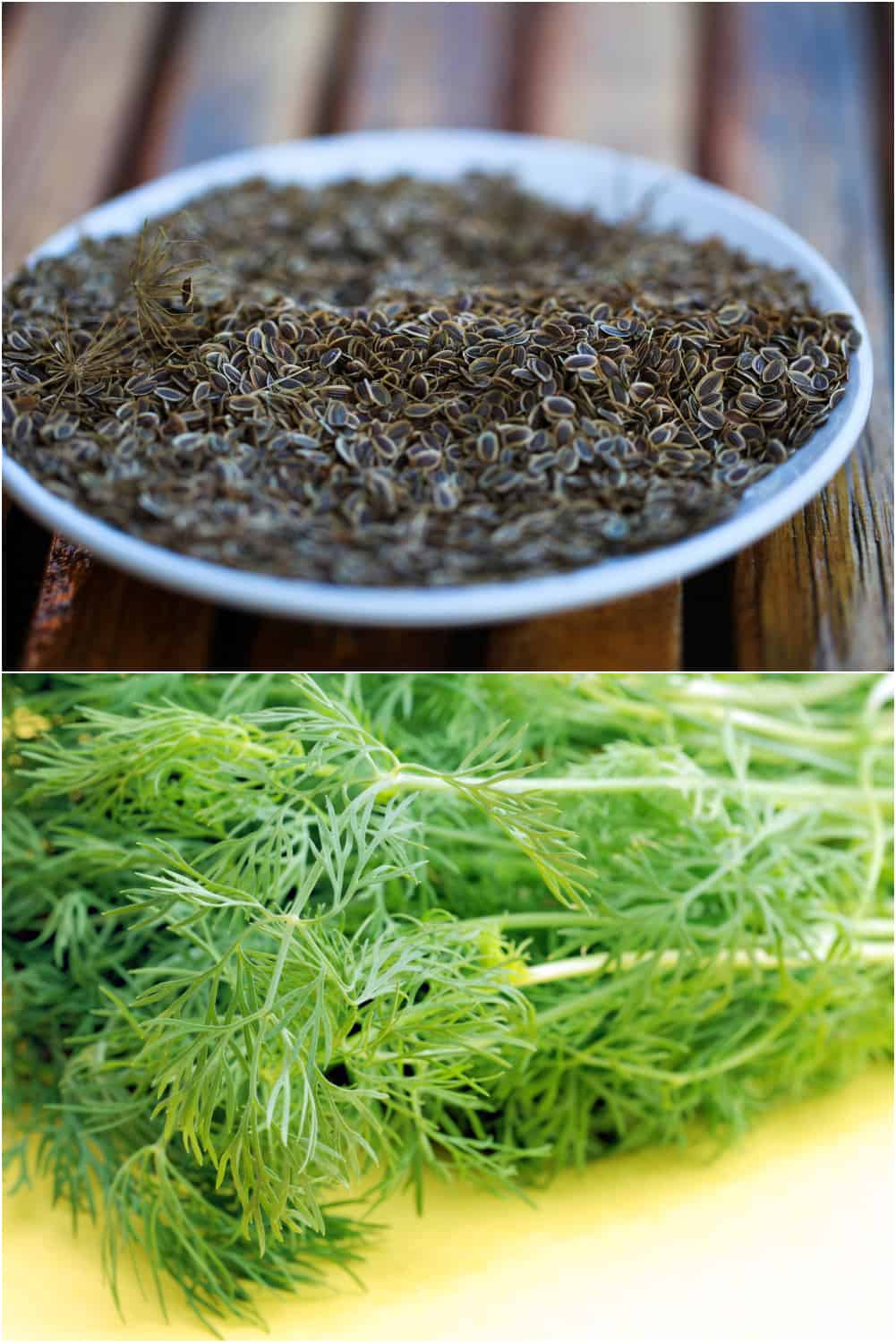 dill weed vs dill seed