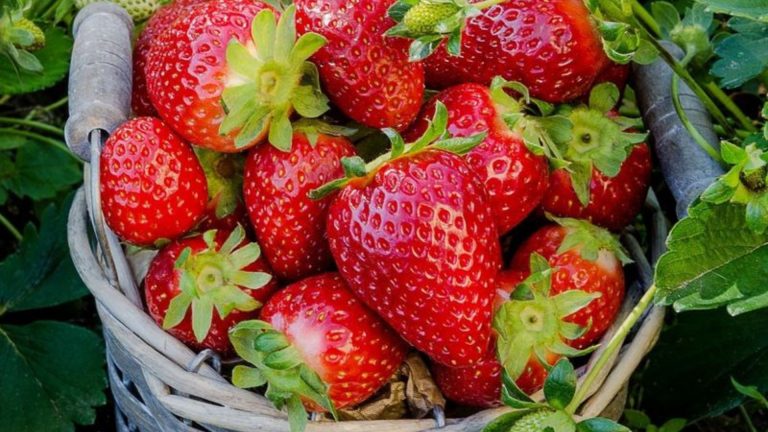 Strawberries