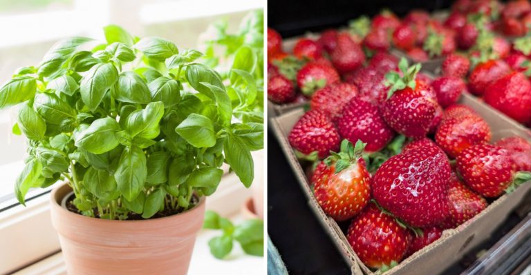 Foods With Surprisingly Short Life