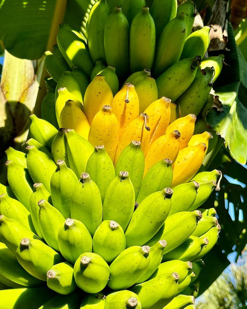 Bananas